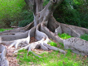 Old Tree Mounts Bay Rd Perth