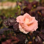 Rusty Rose