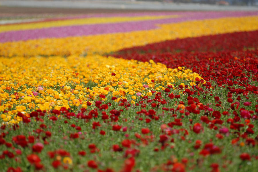 The Flower Fields