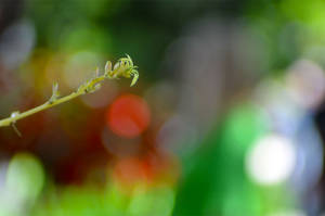 Portrait With Flower