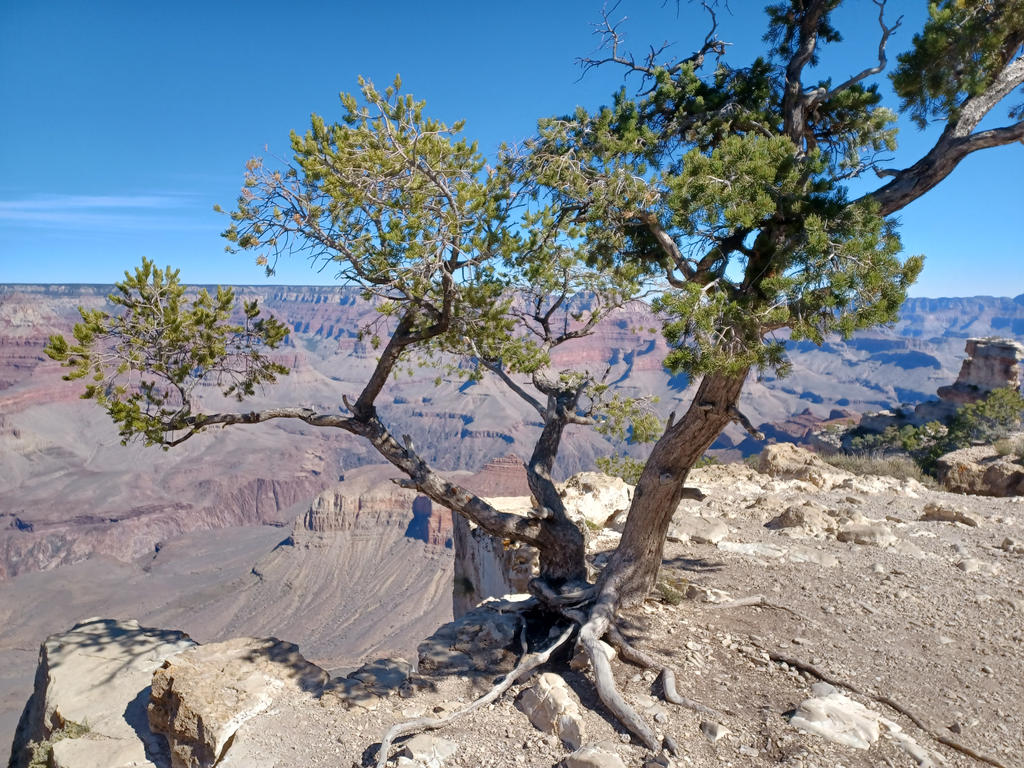 South Rime Grand Canyon South Rim by RonTheTurtleman on DeviantArt