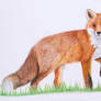 British Wildlife - Red Fox