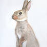 British Wildlife - Rabbit