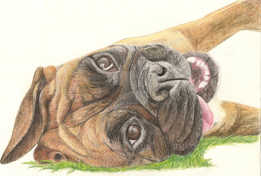Deviantart Boxer Dog Bailey Boxer by RachelsPetPortraits on DeviantArt