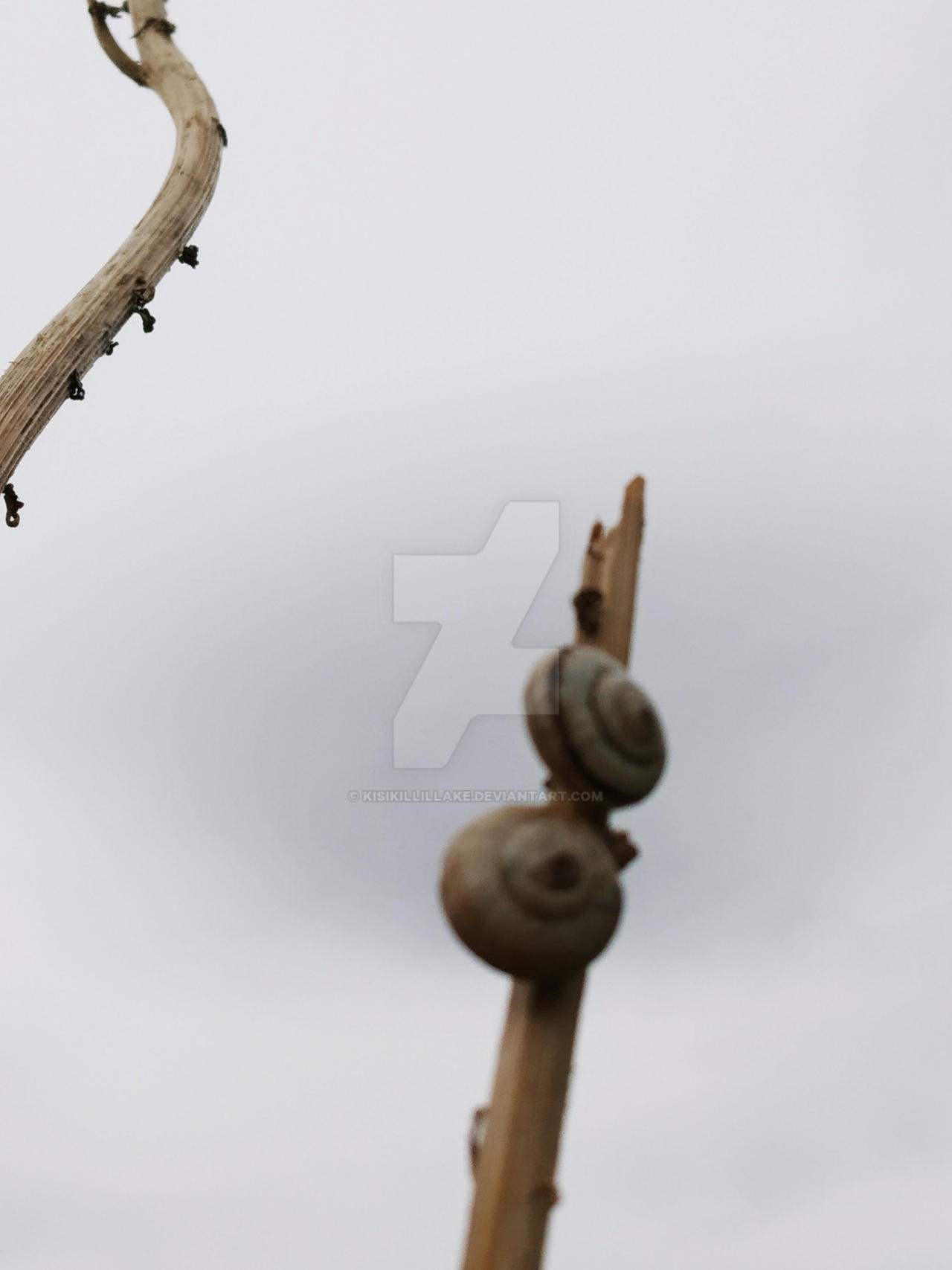 empty. . . shells. . . /20 by Kisikillillake on DeviantArt