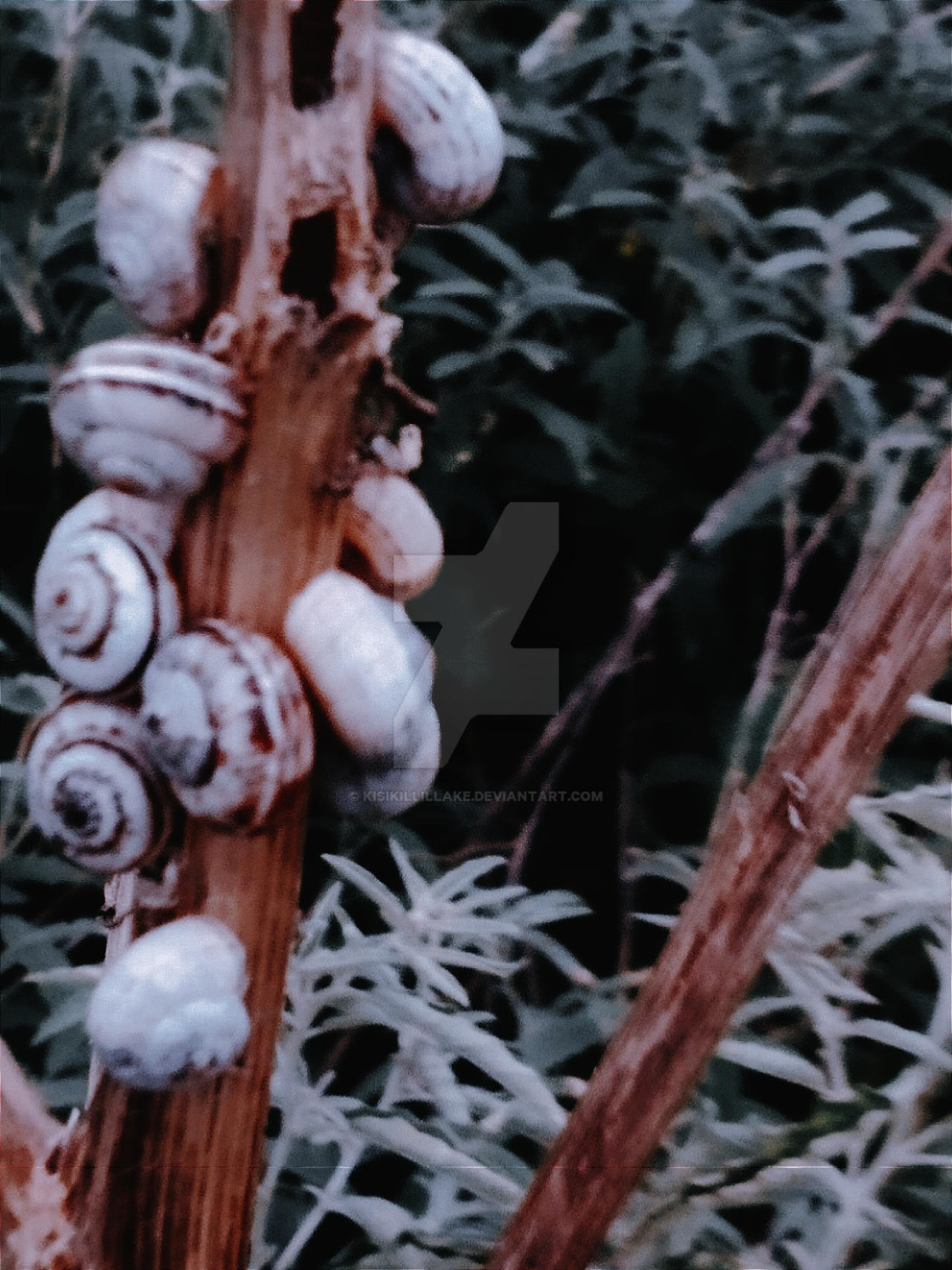 empty. . . shells. . . /23 by Kisikillillake on DeviantArt