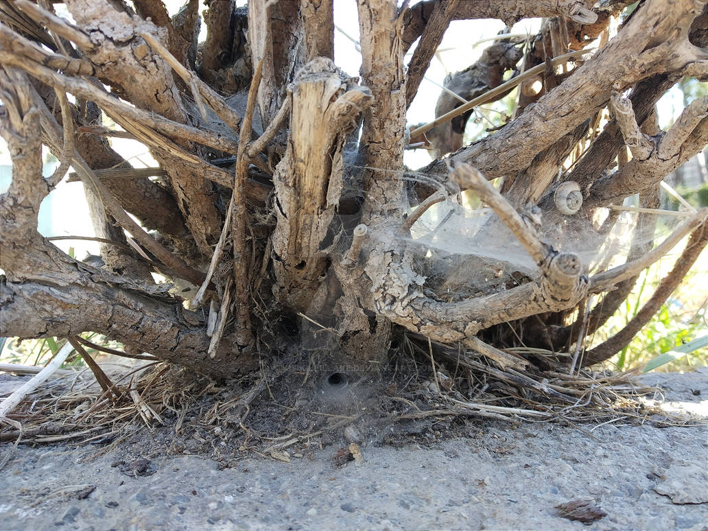 roots... /3 by Kisikillillake on DeviantArt