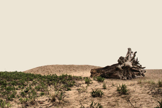 beach desert driftwood stock