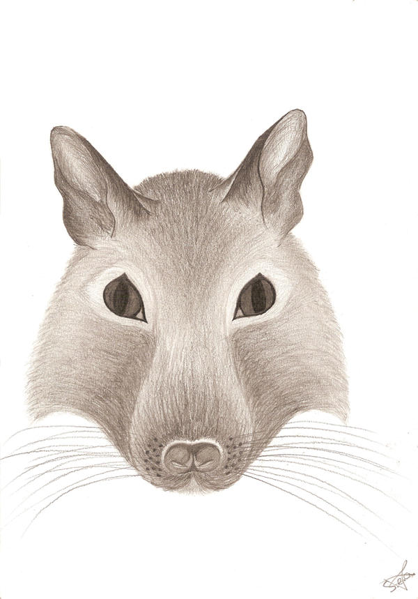 Degu Burrow Degu Portrait by Shanna-the-Freak on DeviantArt