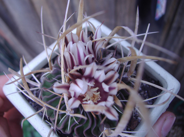 Echinofossulocactus