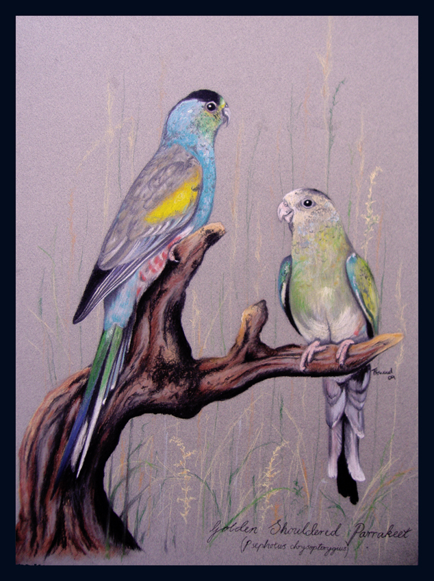 Golden-Shouldered Parakeet