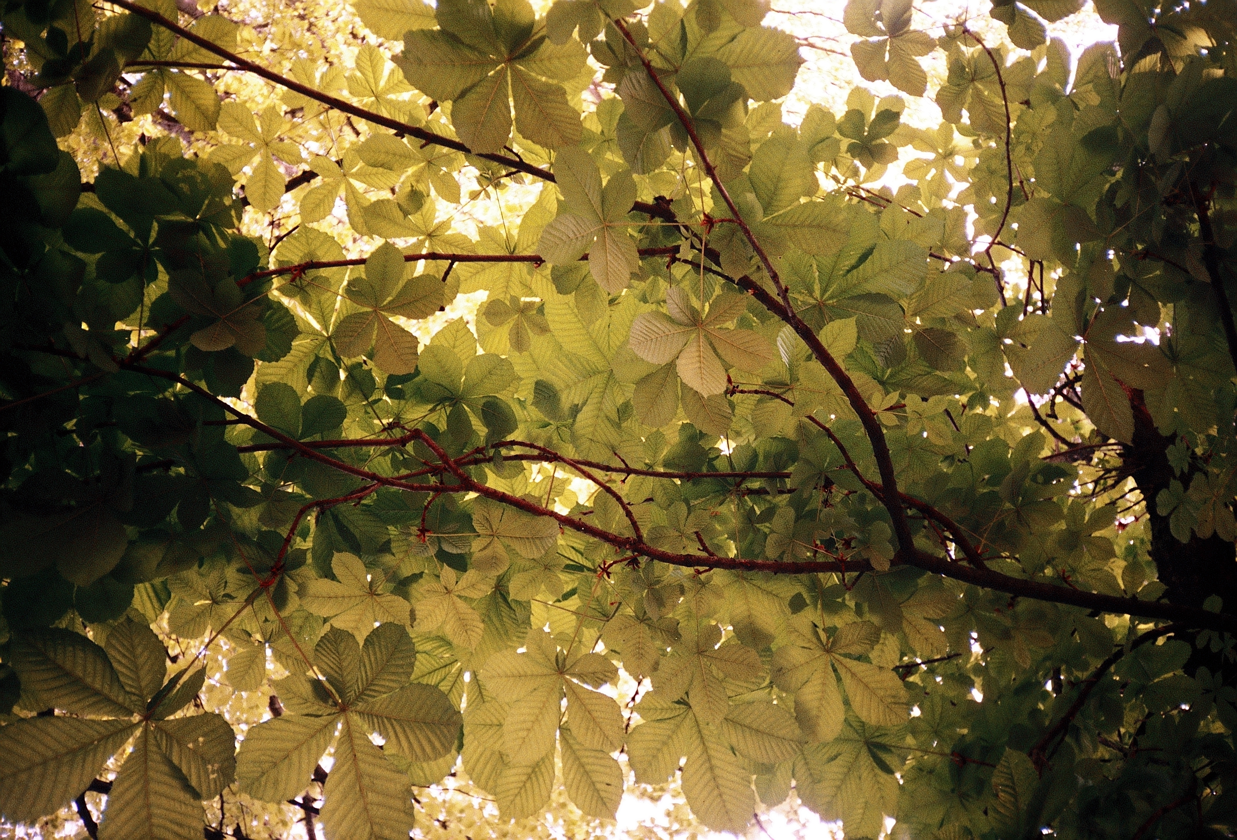 Green Star Canopy