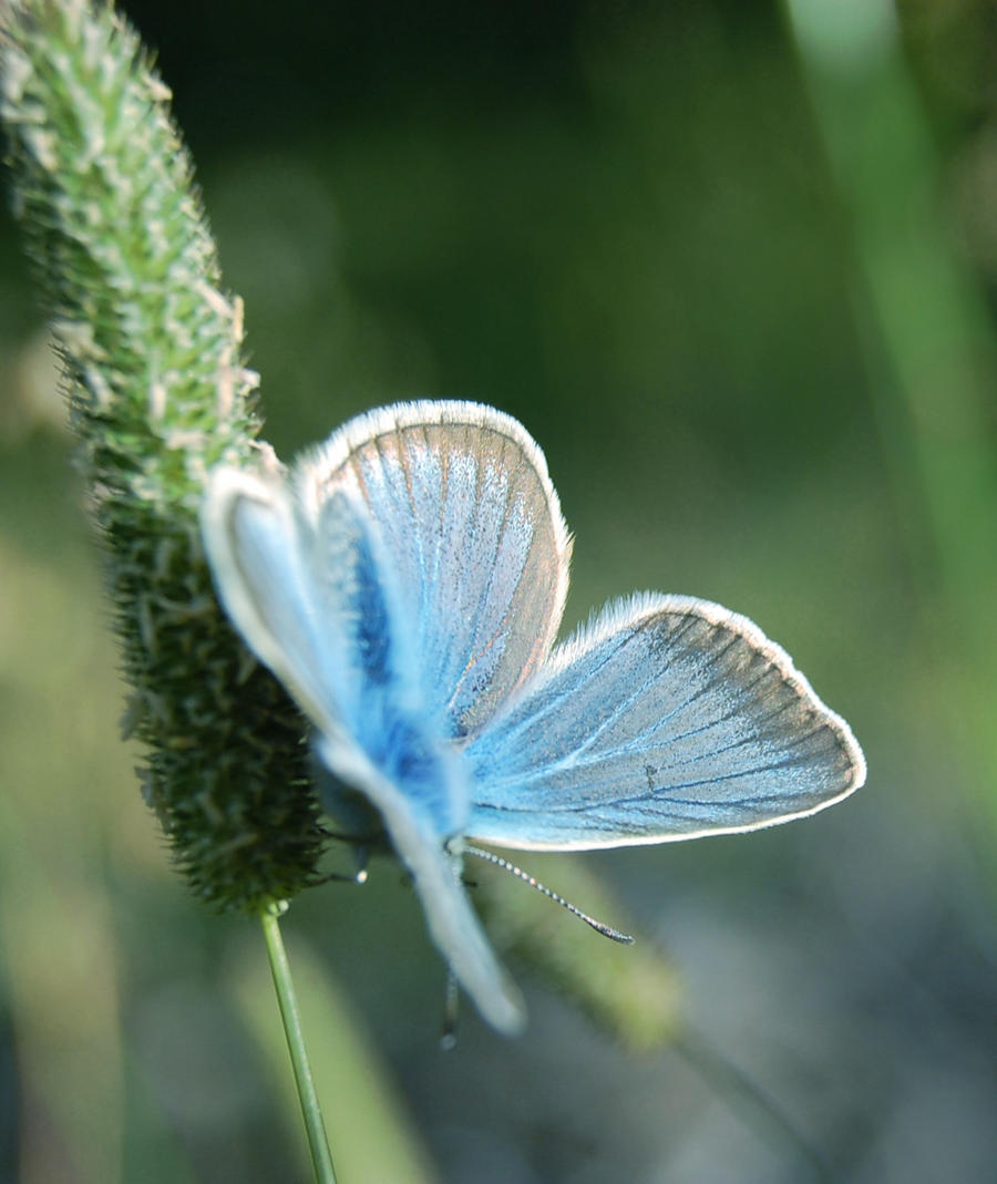 Turquoise /butterfly/