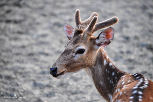 Spotted Beauty of Sundarban