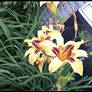 Lillies3