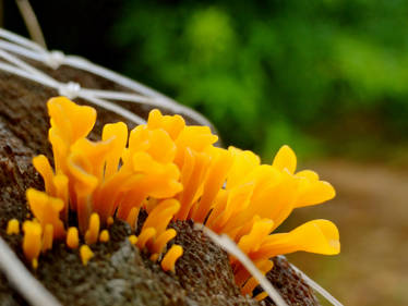 Orange mushrooms