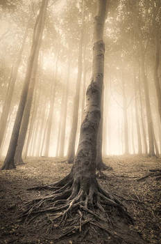 Explore the Best Root Art | DeviantArt