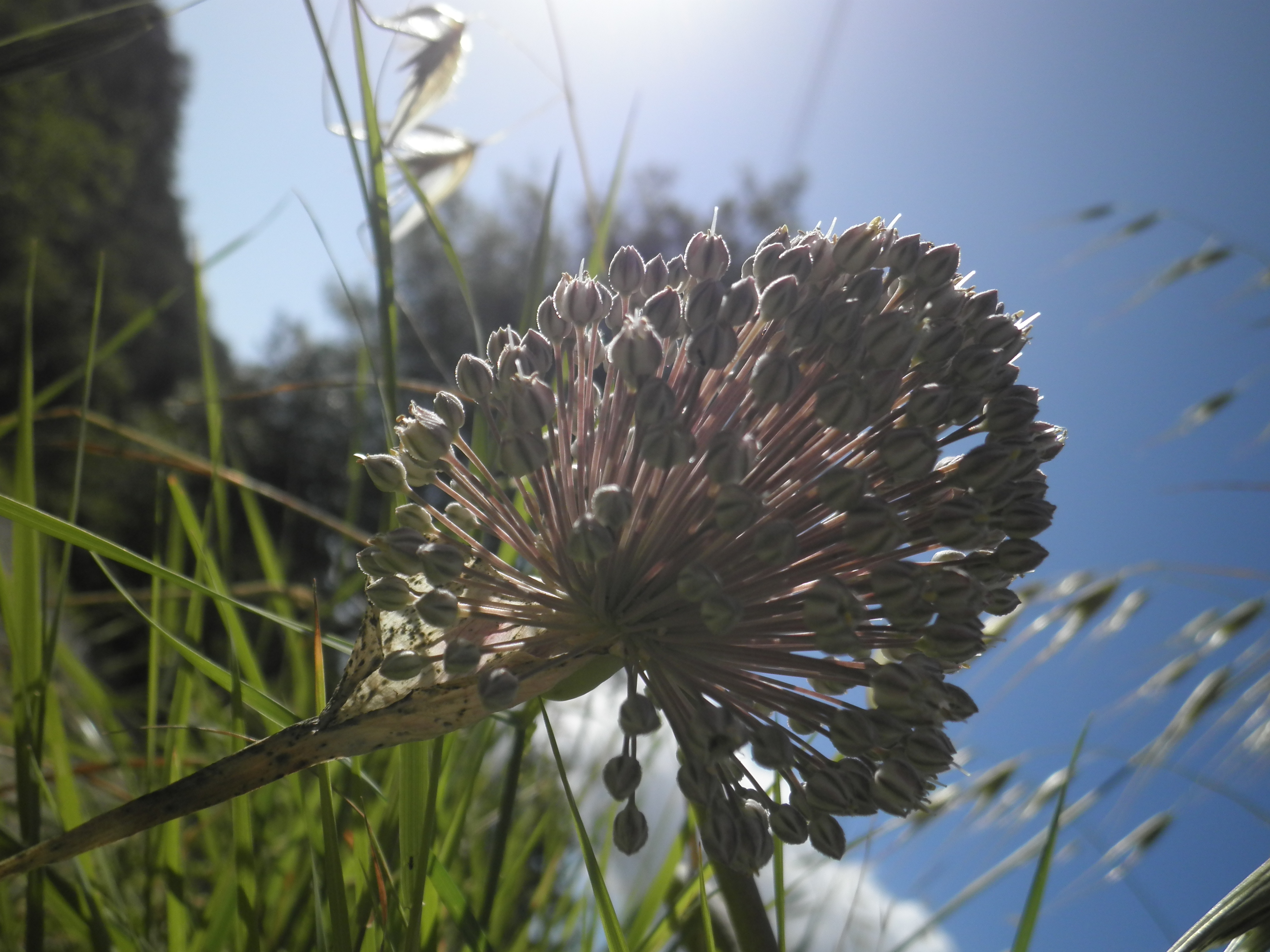 sunlight in the grass