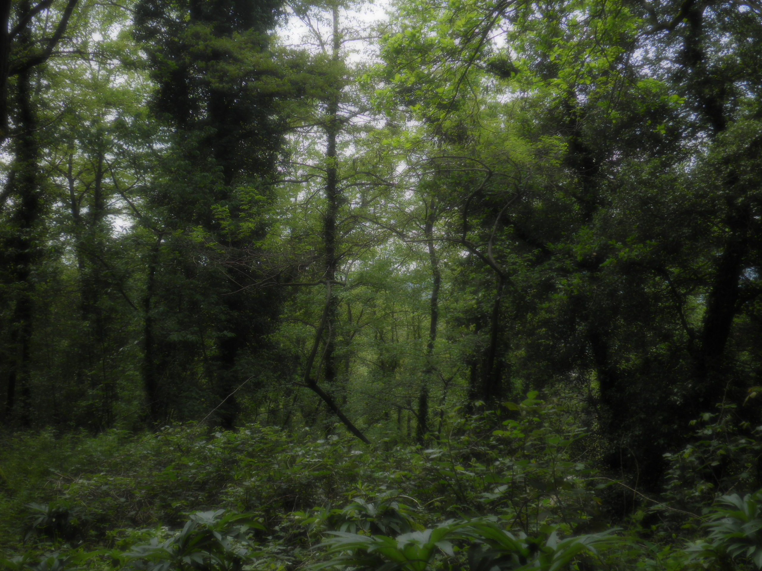 soft focus - in questo scorcio di foresta verde