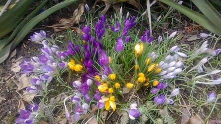 Spring in my garden