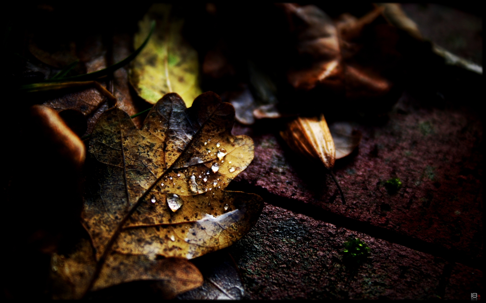 Autumn Jewels II