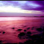 Lavender Skies