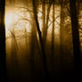 Forest Rays II