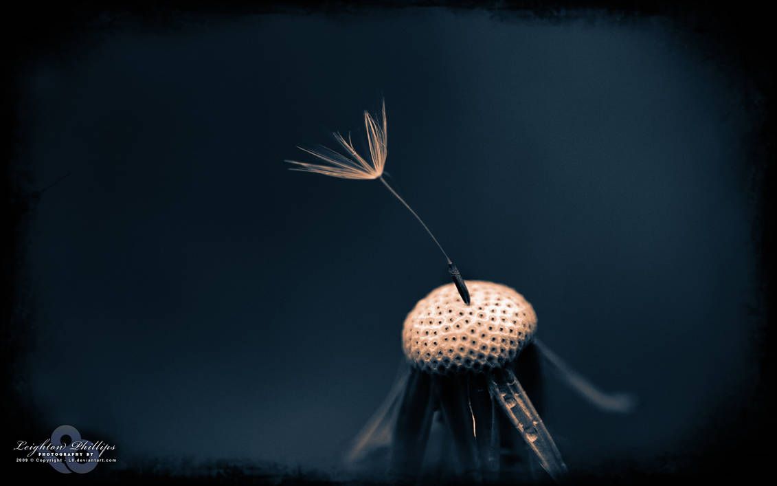 Left On The Shelf by l8