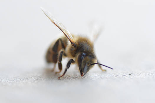 Bee