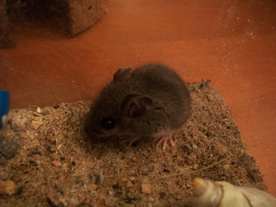Snickers the mouse by Optic42 on DeviantArt