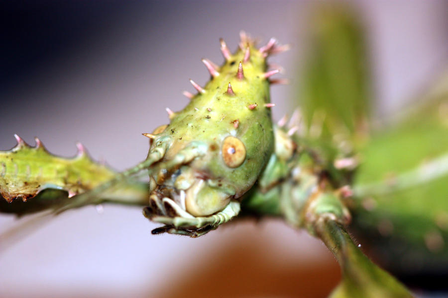 Spiney Leaf Insect 2 by possumbrush on DeviantArt