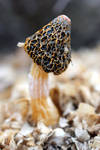 Woodchip Fungus by possumbrush