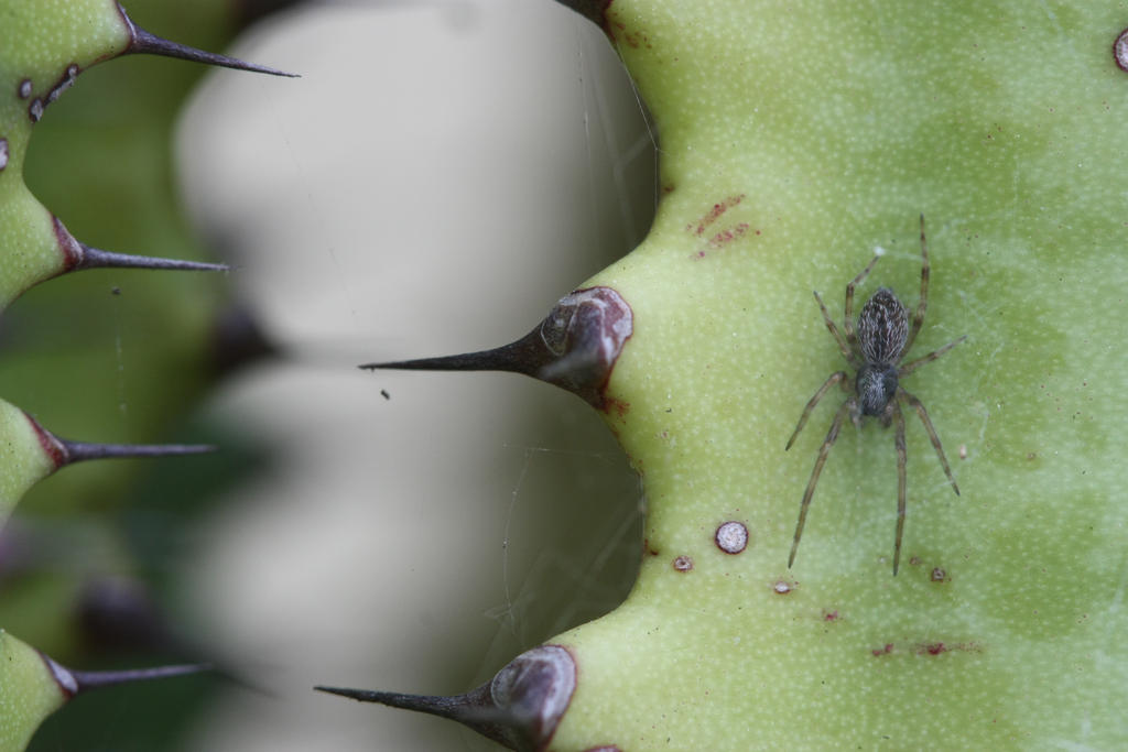 Spider Euphorbia