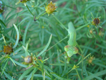 George the Praying Mantis 1