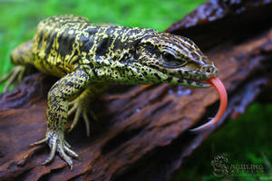 Gold Tegu (Tupinambis teguixin) 1