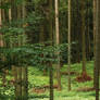 Beautiful Forest