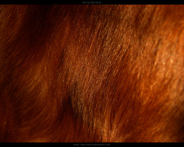 Fur Texture