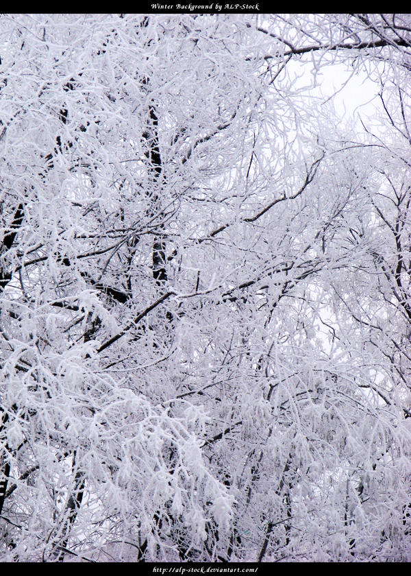 White Trees