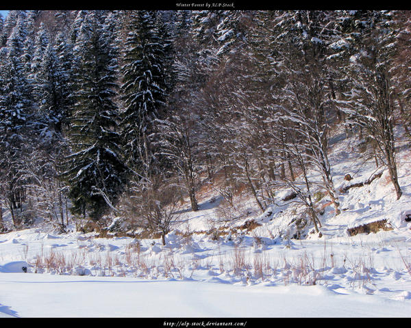 Winter Forest