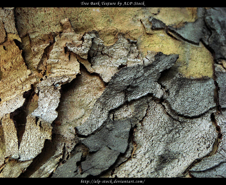 Tree Bark Texture 01