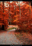 Autumn Trees by ALP-Stock
