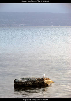 Rock and Seagul
