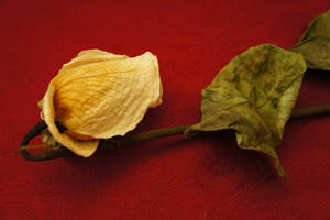 Dried rose on red