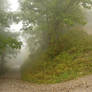 Lac de Tanay - Forest 03
