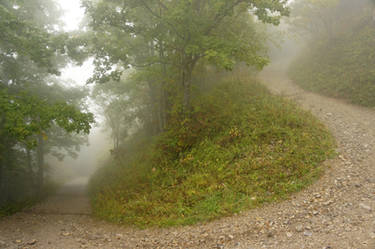 Lac de Tanay - Forest 03