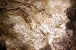 Bark Texture 01