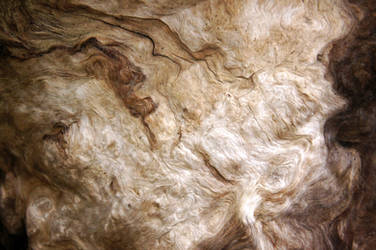 Bark Texture 01 by ALP-Stock