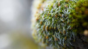 Moss Macro