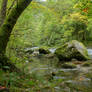 Forest and river Orbe 8