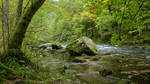Forest and river Orbe 8 by ALP-Stock